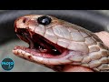 Top 10 Most Dangerous Animals in America