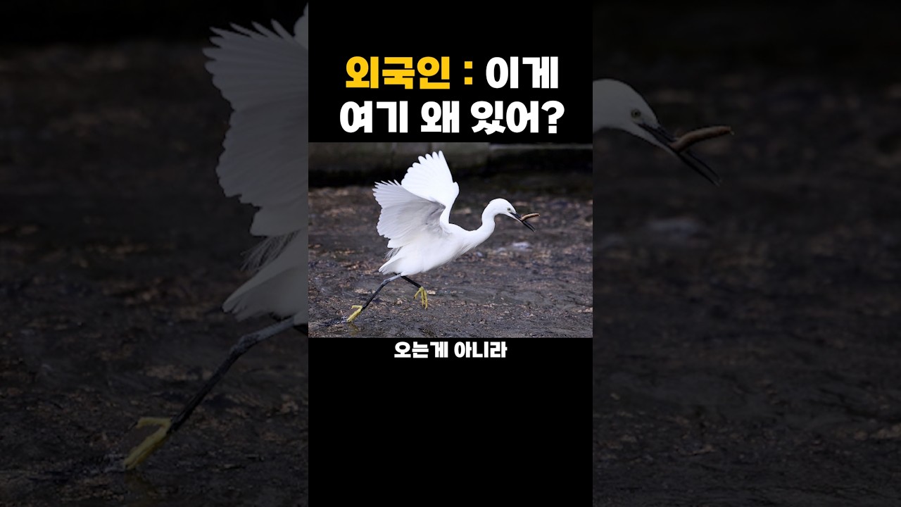 외국인들이 청계천을 보고 놀라는 이유 우리나라 복원 사업 레전드