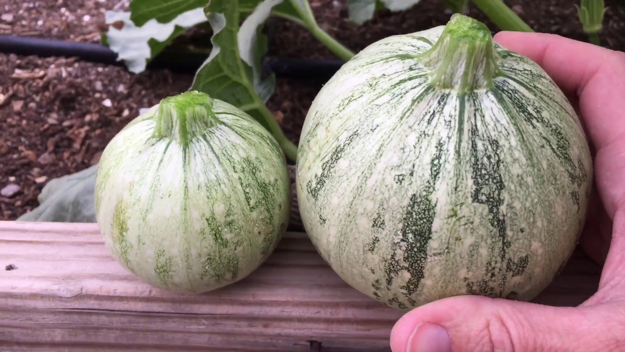 picture When To Pick Round Zucchini Squash when and how to harvest ronde de nice squash