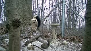 Squirrels Gone Wild!!