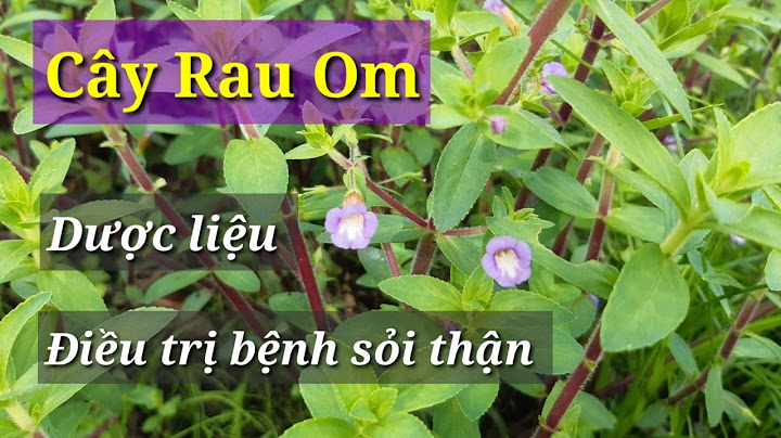 Rau om nấu nước uống có tác dụng gì