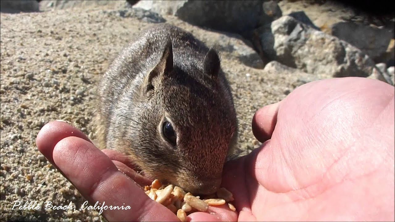 Spanish Bay Ground Squirrels YouTube