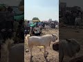 Bhopal goat mandi #newshorts #motivation #share #subscribe #goat