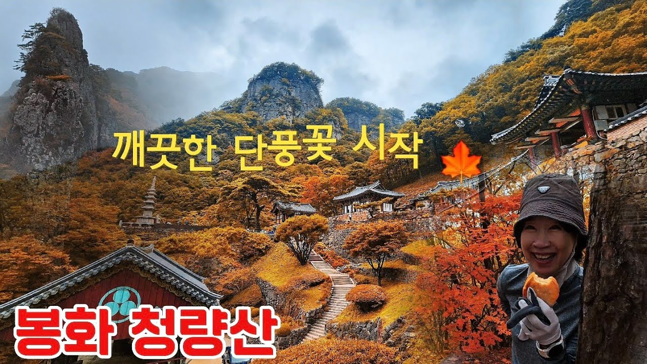 봉화 청량산 🍁/10월23일 깨끗하고 고운 단풍꽃 리얼 현황/지금가도 좋은 올해 최고의 단풍을 볼 수 있는 산 ⛰️