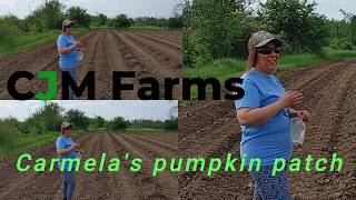 Carmelas pumpkin patch