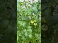 Tomato Garden