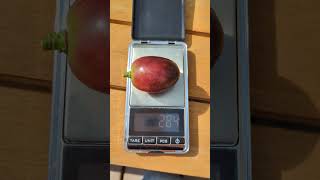Big berries: Everest grapes #vinograd #winogrona #uvas #tafeltrauben #hrozny