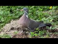 Colombaccio cerca stecchi - Wood pigeon looks for stick