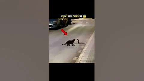 How A Parasite Causes Self-Sacrifice 😨 #shorts #facts   #factoholic