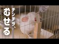水を飲んでむせるチンチラがかわいい