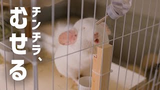 水を飲んでむせるチンチラがかわいい