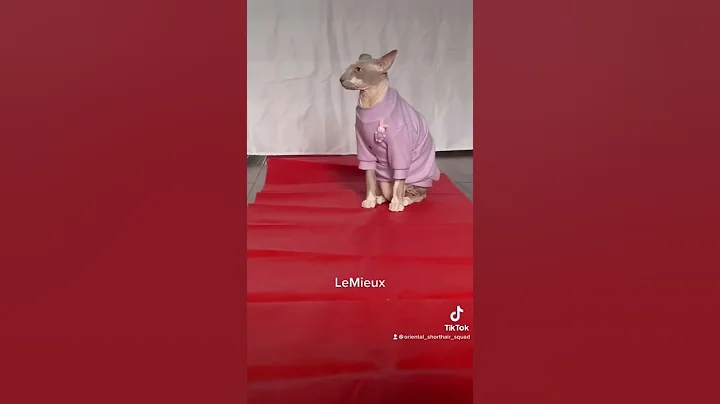 Video 210001: oriental shorthair cats peterbald, shorthair cat show, cat feline