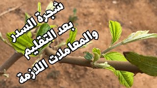 معاملات شجرة السدر الصيني بعد التقليم الجائر