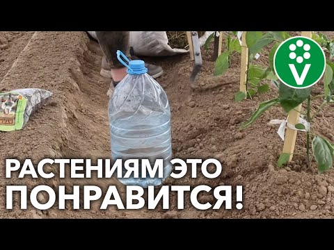 СРОЧНО ПРИКРОЙТЕ ПОЧВУ ВОКРУГ ОВОЩЕЙ! Замульчируйте посадки полезно для растений, удобно для вас.