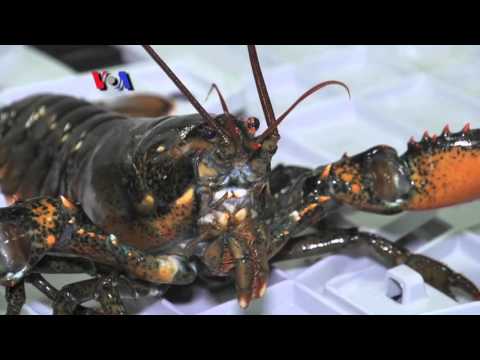 Video: Lobster Murah Terbaik di Maine