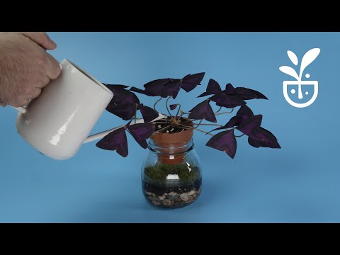 Video: Oxalis Püsti