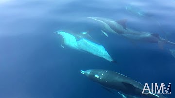 Superpod of common dolphin (Delphinus delphis) in the South of Portugal