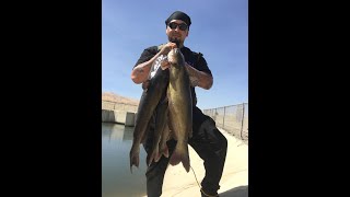 How I Catch Catfish In The California Aqueduct