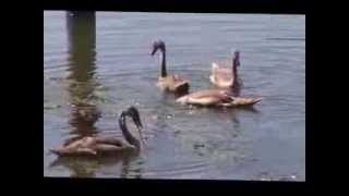 Vol d'oiseaux screenshot 1