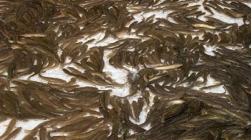 Bí quyết nuôi cá lóc lớn nhanh