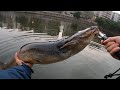 Fishing lure catch catfish under bridges