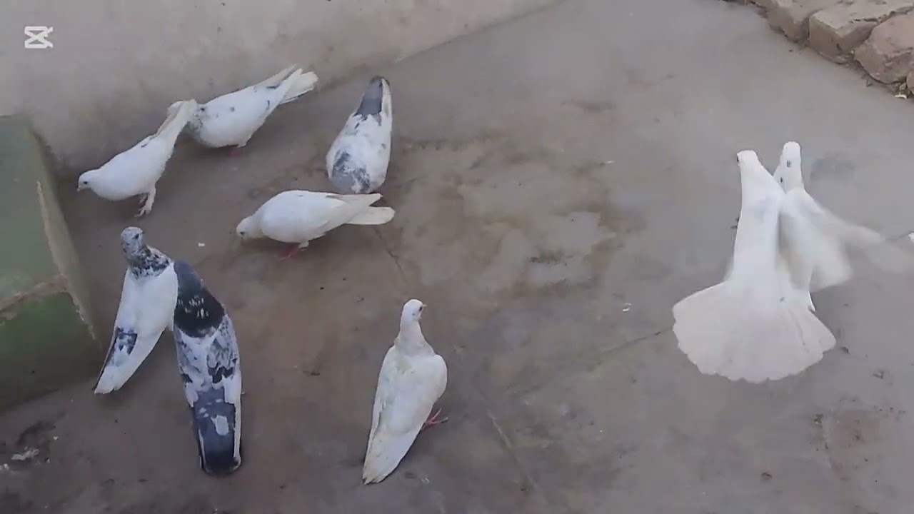 Nice kabootar 🕊️