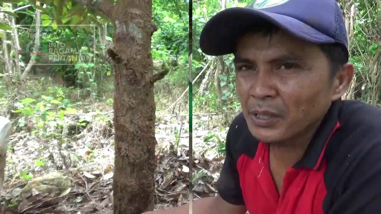 Cara Membasmi Hama Rayap Tanah Pada Pohon Durian Lakukan sebelum Terinfeksi Cendawan