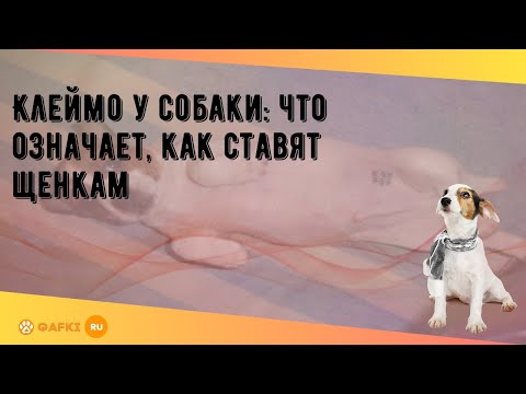 Клеймо у собаки: что означает, как ставят щенкам