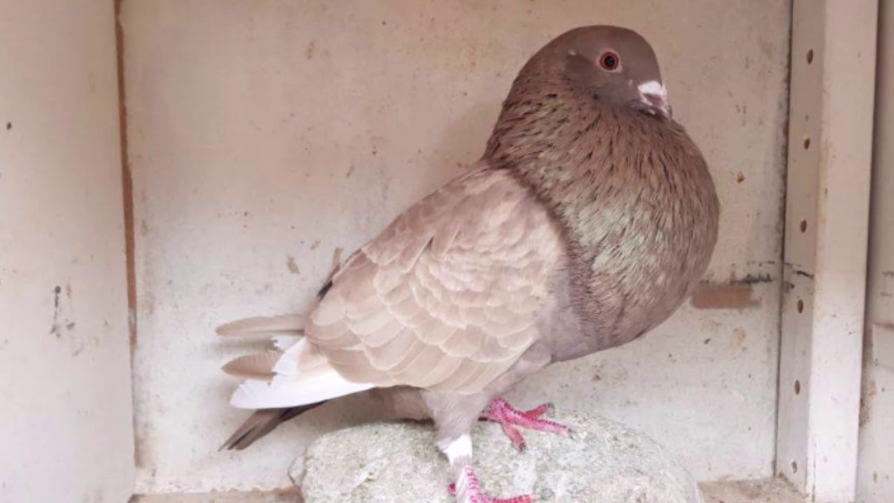 Vangsten van liefhebbers - 2019