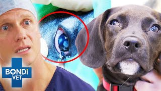 Puppy's Eye Is Sliced By Cat Attack  | Bondi Vet Clips | Bondi Vet