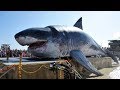 15 Reasons the Megalodon Shark May Still Exist!