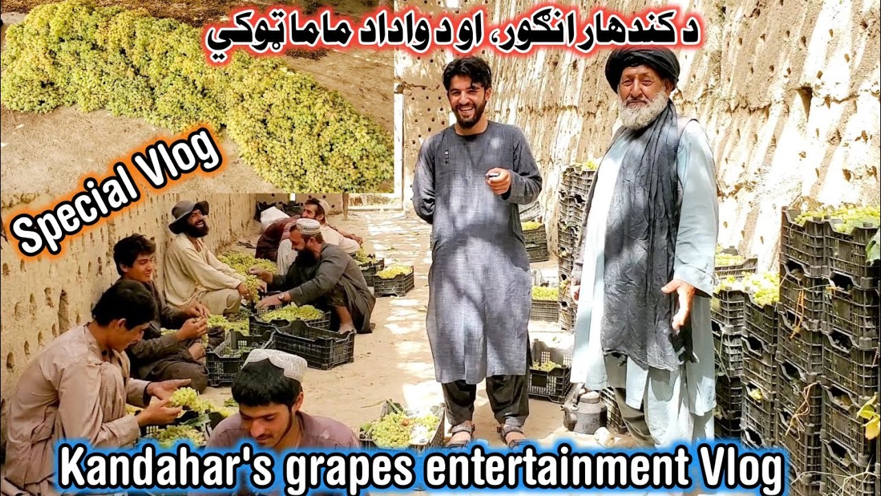 Kandahar's grapes special entertainnent Vlog || د کندهار آنګور ځانګړى پروګرام