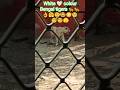 White Bengal Tigers 🐅🐅👉😲😳🤩local tour 👉 zoo park in Hyderabad 🤗🤗 #viral #animalworld #worldtiger