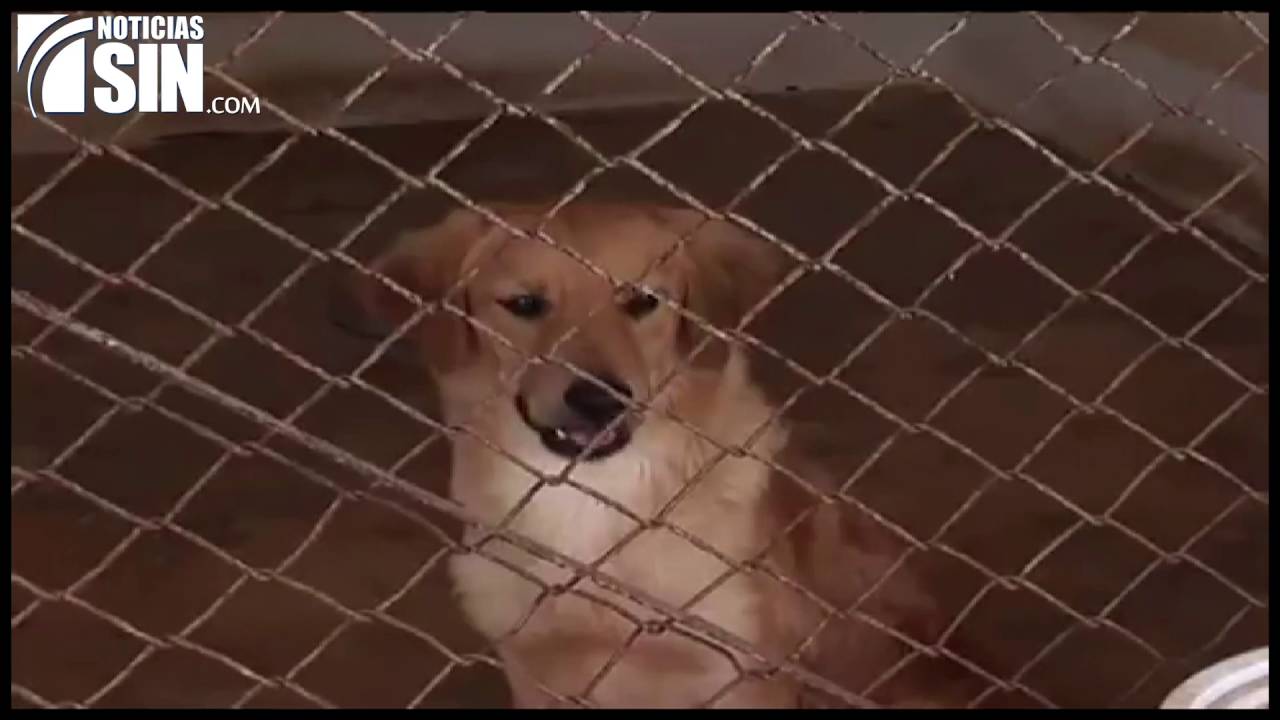 cuando aparecen los sintomas de la rabia en humanos cuando aparecen los sintomas de la rabia en humanos