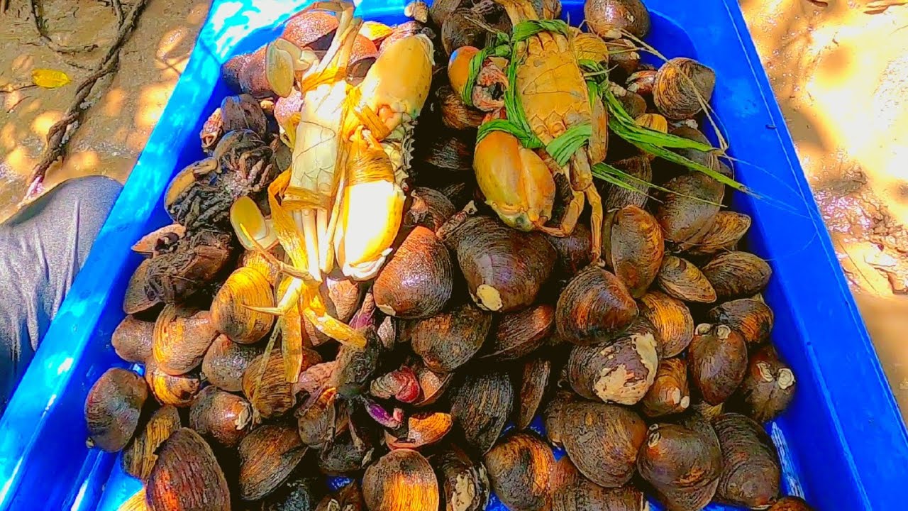Nước kém mấy anh em lội rừng bắt vọp may mắn phút cuối được cua to ...