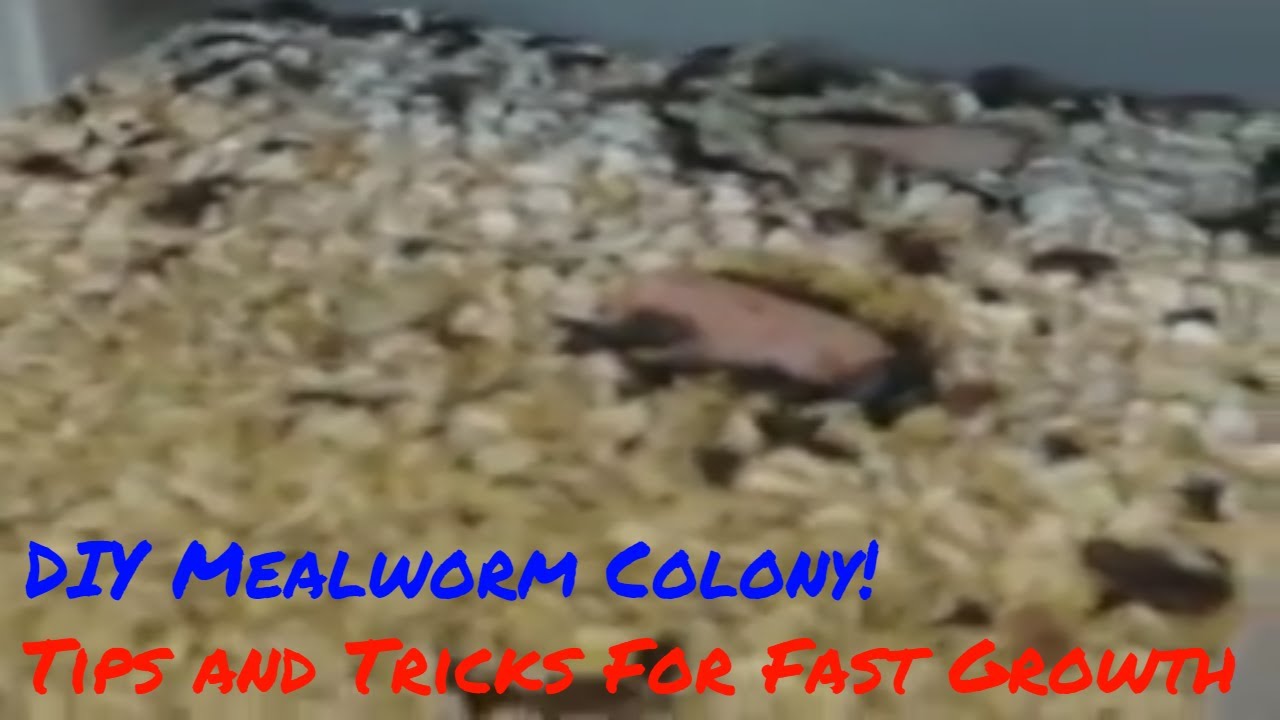 Mealworms Near Me