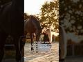 ❤️🩹❤️🩹 #horse #foryou #equestrian #youtube #pferde