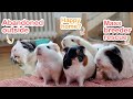 Our Guinea Pigs' Rescue Stories