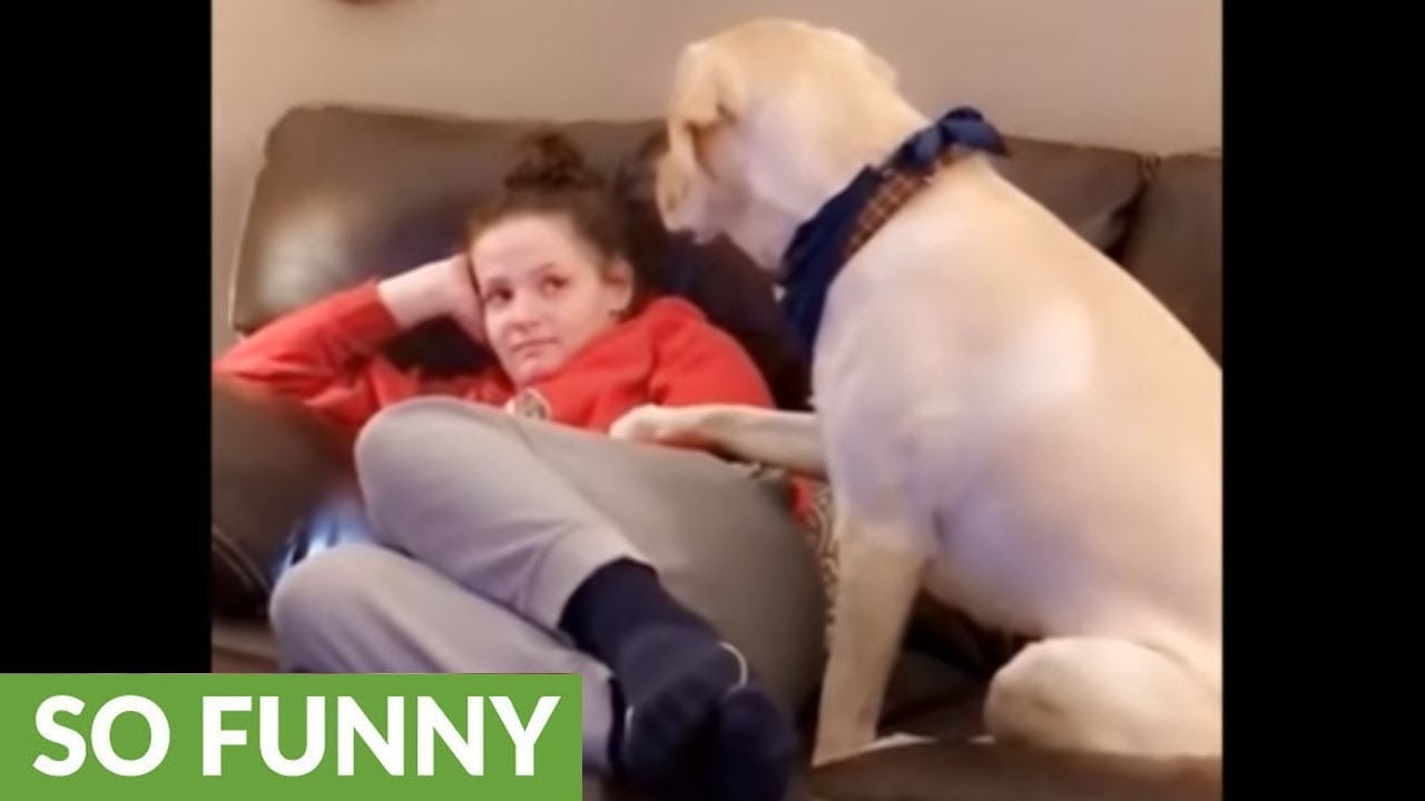 videos for cats Needy dog humorously demands owner's attention