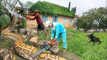 Cleaning Abandoned House Turns Dangerous! Giant Python Found Hiding in Abandoned House! 😱🐍