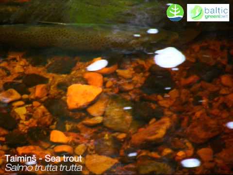 Riesto taimii un strauta foreles. Sea trout and Br...