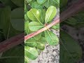 🪴 Adenium seedpods 🫘🌷#floweringplant #trending #short #viral #ytshots #subscribe #like #share