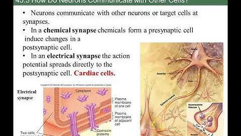 BIOL213 panopto lecture nuerons