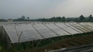 Kebun bunga sukabumi screenshot 5