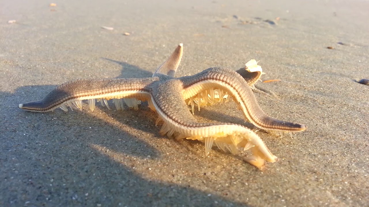 Starfish SPEED Walking On The Beach YouTube Starfish SPEED Walking On The Beach YouTube