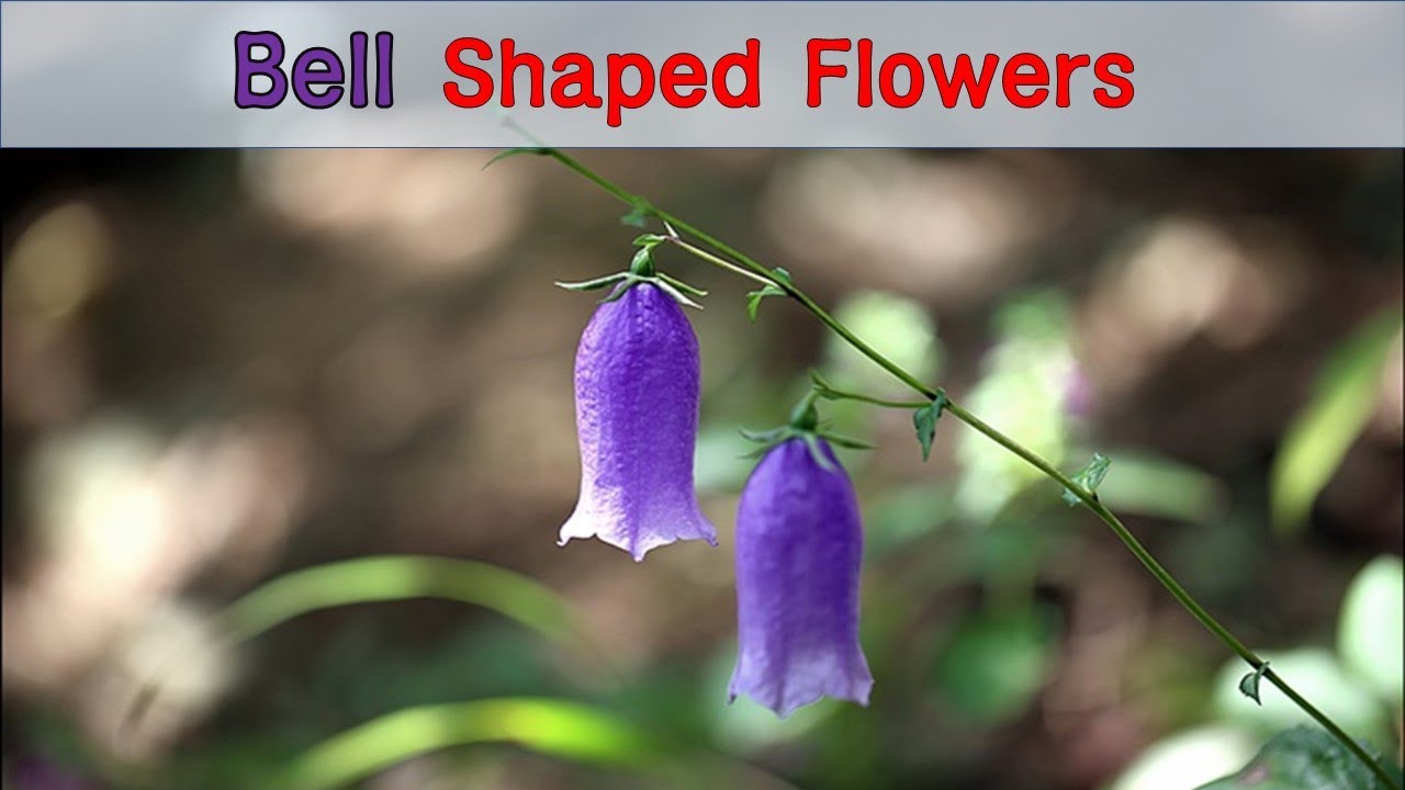 [꽃] 종모양의 꽃; 나팔모양의 꽃; Bell shaped flowers