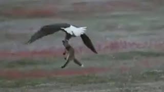 Dramatic video shows aerial fight between fox and eagle over rabbit Dramatic video shows aerial fight between fox and eagle over rabbit