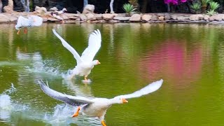 Бегом по воде ГУСИНЫЙ ВАЛЬС Природа Крита Goose Waltz  Nature Crete Greece