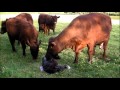 Duna cow and an explosive calving