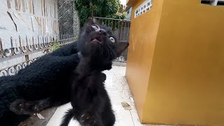 Black kitten so cute